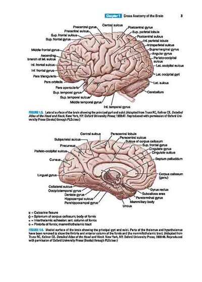 BRS Neuroanatomy (Board Review Series) Sixth Edition 2020